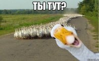 ты тут? 