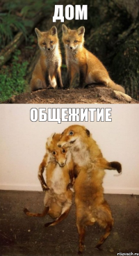 Дом Общежитие