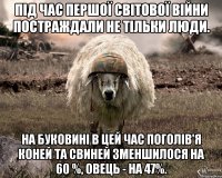 під час першої світової війни постраждали не тільки люди. на буковині в цей час поголів'я коней та свиней зменшилося на 60 %, овець - на 47%.