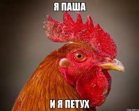 я паша и я петух