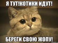 я тут!котики идут! береги свою жопу!