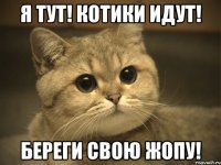 я тут! котики идут! береги свою жопу!