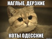 наглые, дерзкие коты одесские