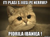 iti plasi s jiosi pe nerrvi? pidrila ibaniea !