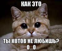 как это ты котов не любишь? о_о