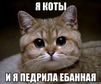 я коты и я педрила ебанная