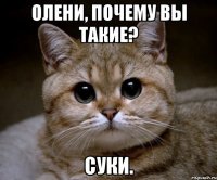 олени, почему вы такие? суки.