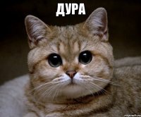 дура 