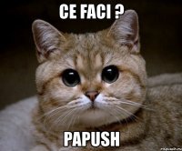 ce faci ? papush