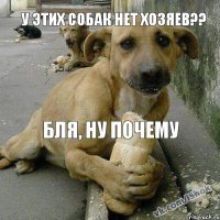 Бля, ну почему У этих собак нет хозяев??