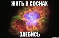 жить в соснах заебись