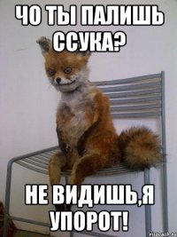 чо ты палишь ссука? не видишь,я упорот!