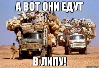 а вот они едут в липу!