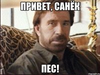 привет, санёк пес!