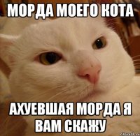 морда моего кота ахуевшая морда я вам скажу