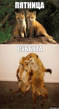 ПЯТНИЦА СУББОТА