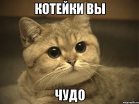 котейки вы чудо