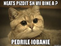 neats pizdit sh vii bine a ? pedrile iobanie