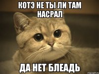 котэ не ты ли там насрал да нет блеадь