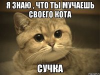 я знаю , что ты мучаешь своего кота сучка