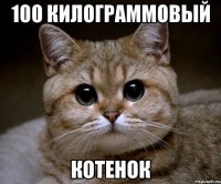 100 килограммовый котенок