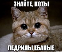 знайте, коты педрилы ебаные