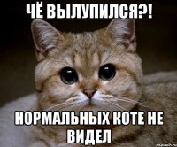 чё вылупился?! нормальных коте не видел