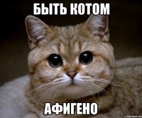 быть котом афигено