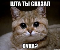 шта ты сказал сука?