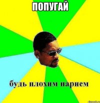 попугай 