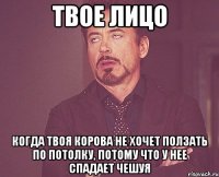 твое лицо когда твоя корова не хочет ползать по потолку, потому что у нее спадает чешуя