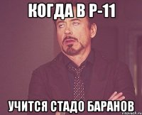 когда в р-11 учится стадо баранов