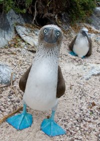 Создать мем BlueFootedBooby