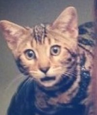 Создать мем Cat А что если