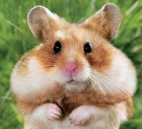 Создать мем дазл