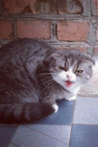 Создать мем errrrrrrrt  ererererd