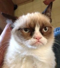 Создать мем Grumpy Cat