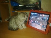 Создать мем кот
