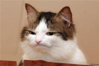 Создать мем кот