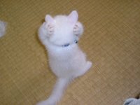 Создать мем Котэ