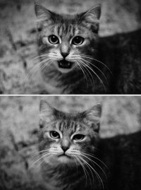 Создать мем котег