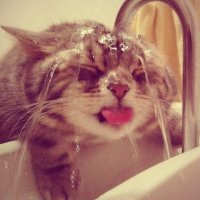 Создать мем кто если не кот
