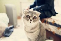 Создать мем просто кот