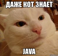 даже кот знает java