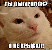 ты обкурился? я не крыса!!!