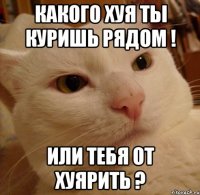 какого хуя ты куришь рядом ! или тебя от хуярить ?