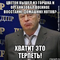 цветок вышел из горшка и организовал военное восстание домашних котов? хватит это терпеть!