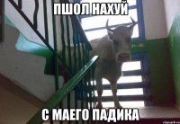 пшол нахуй с маего падика