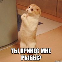  ты принес мне рыбы?