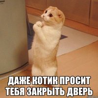  даже котик просит тебя закрыть дверь